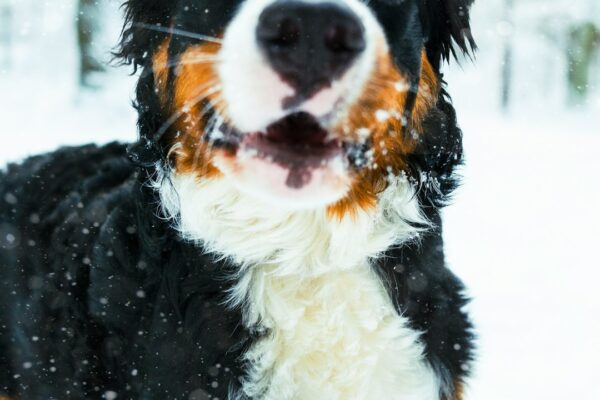 Understanding the Lifespan of Bernese Mountain Dogs: What to Expect