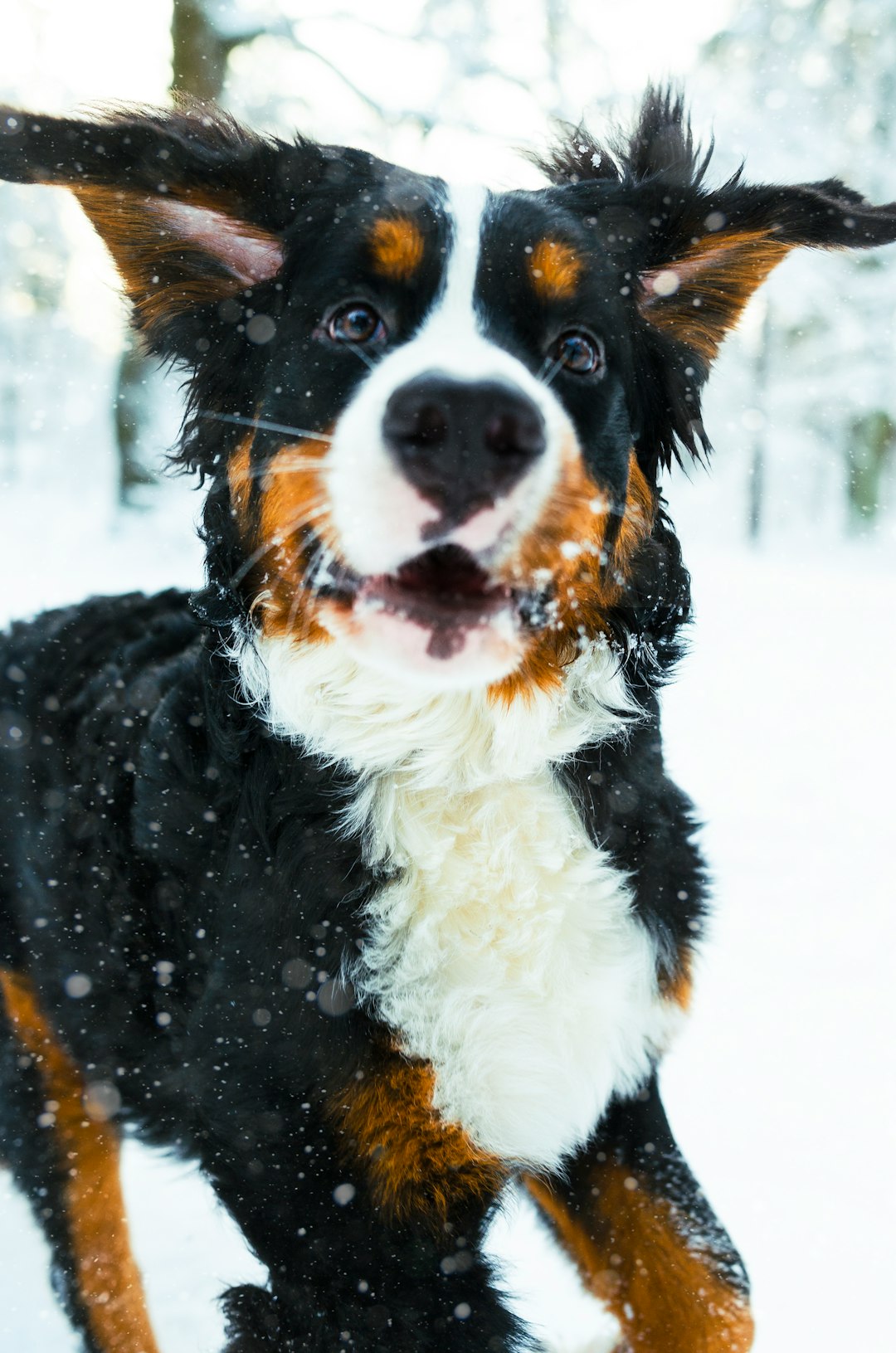 Understanding the Lifespan of Bernese Mountain Dogs: What to Expect