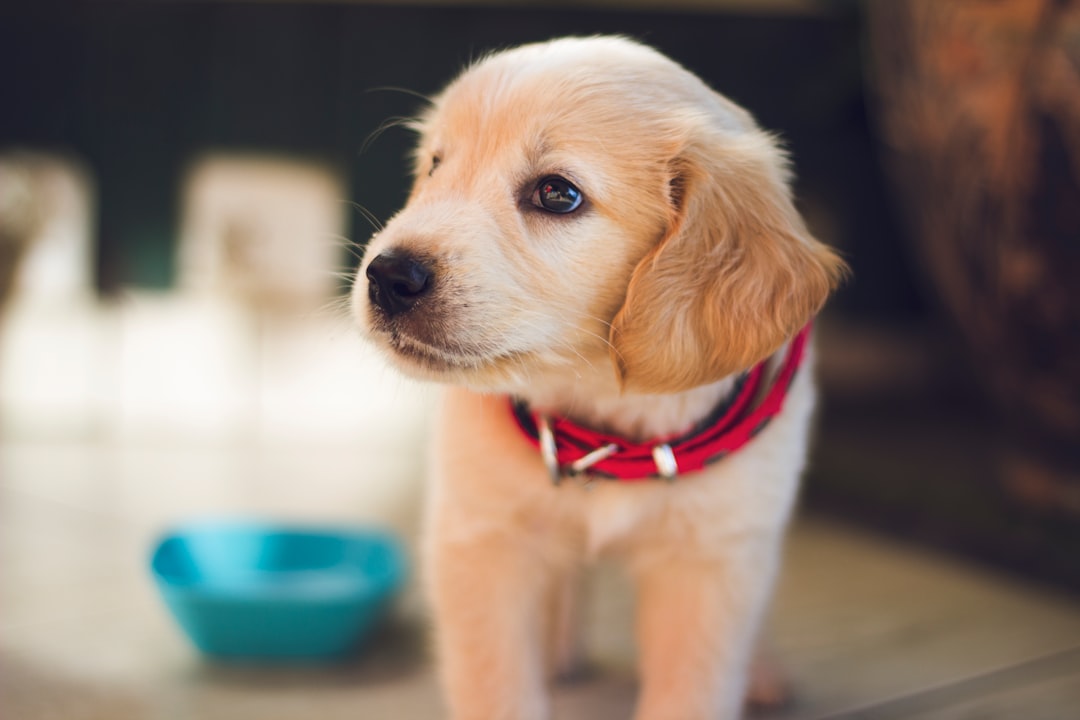 blood in dog stool