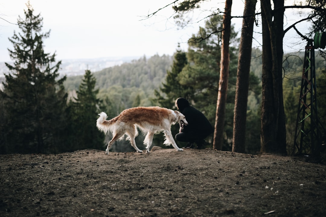 Your Go-To Guide for Choosing the Right Dog Groomer for Your Furry Friend