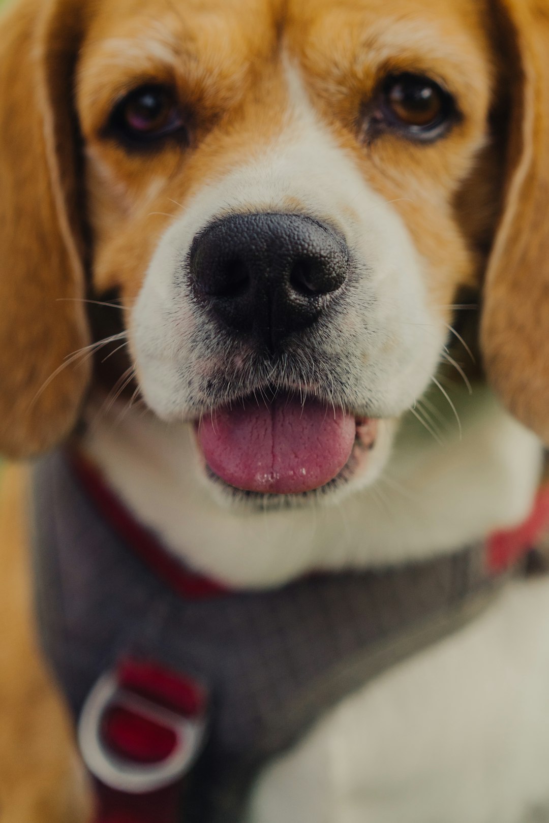 Beagle and Lab Mix