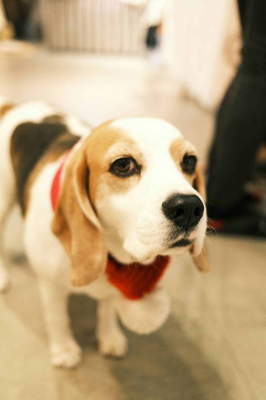 Beagle and Lab Mix