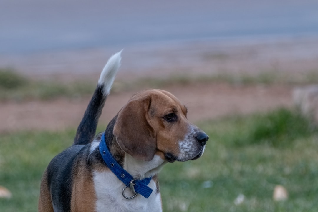 Beagle and Lab Mix