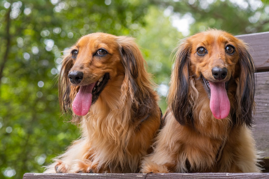 Big Fluffy Dog Breeds