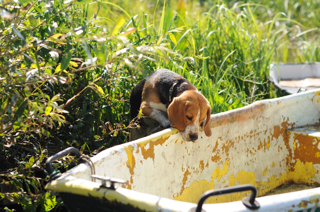 Black and Tan Coonhound