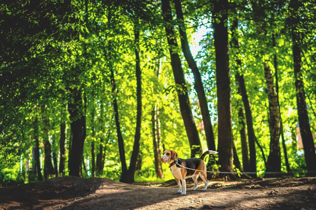 Black and Tan Coonhound