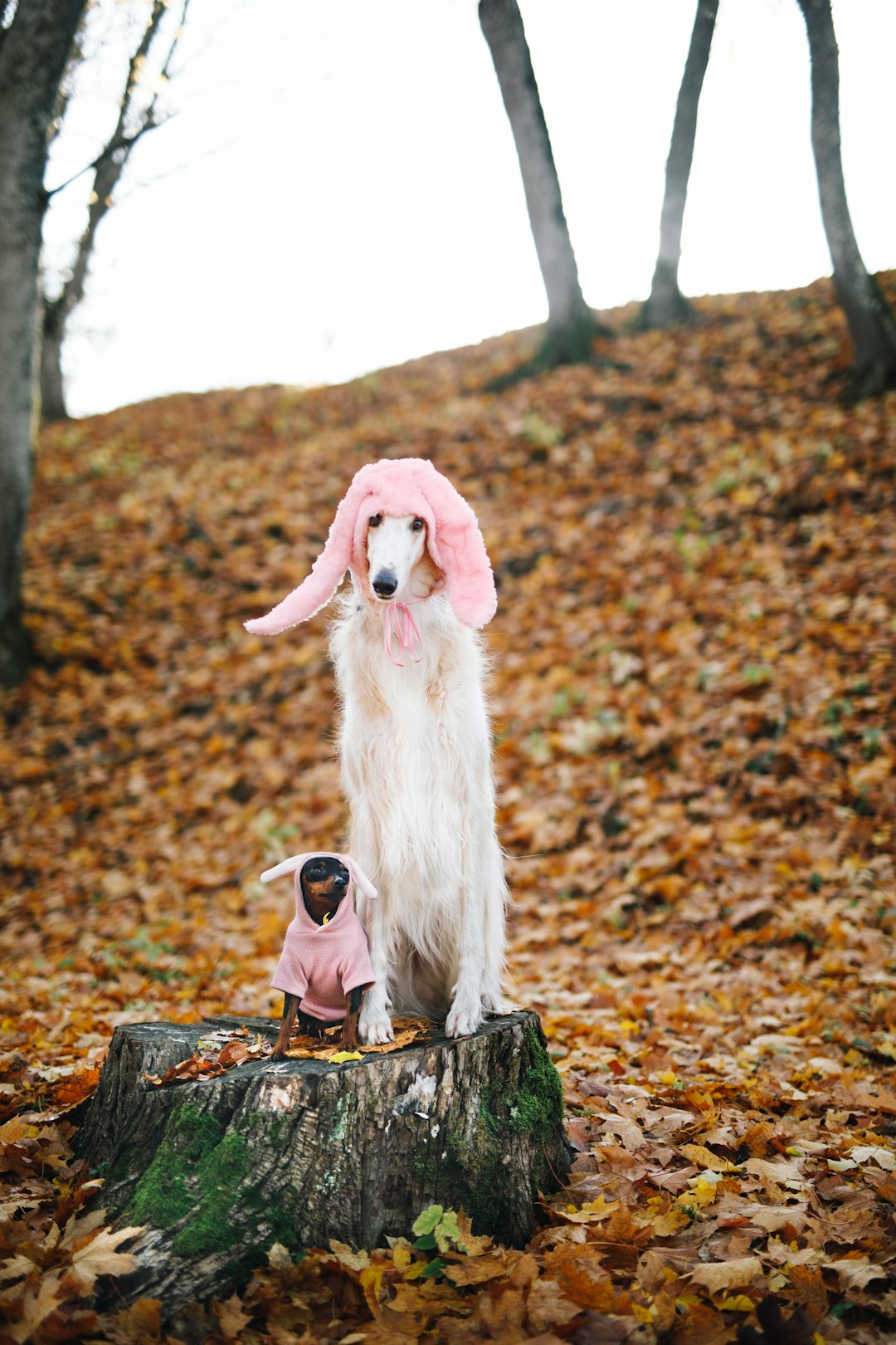 Cockapoo puppies