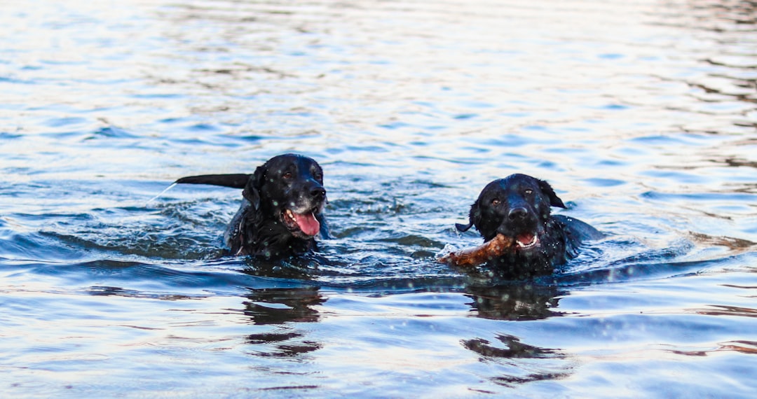 Dog breathing heavy