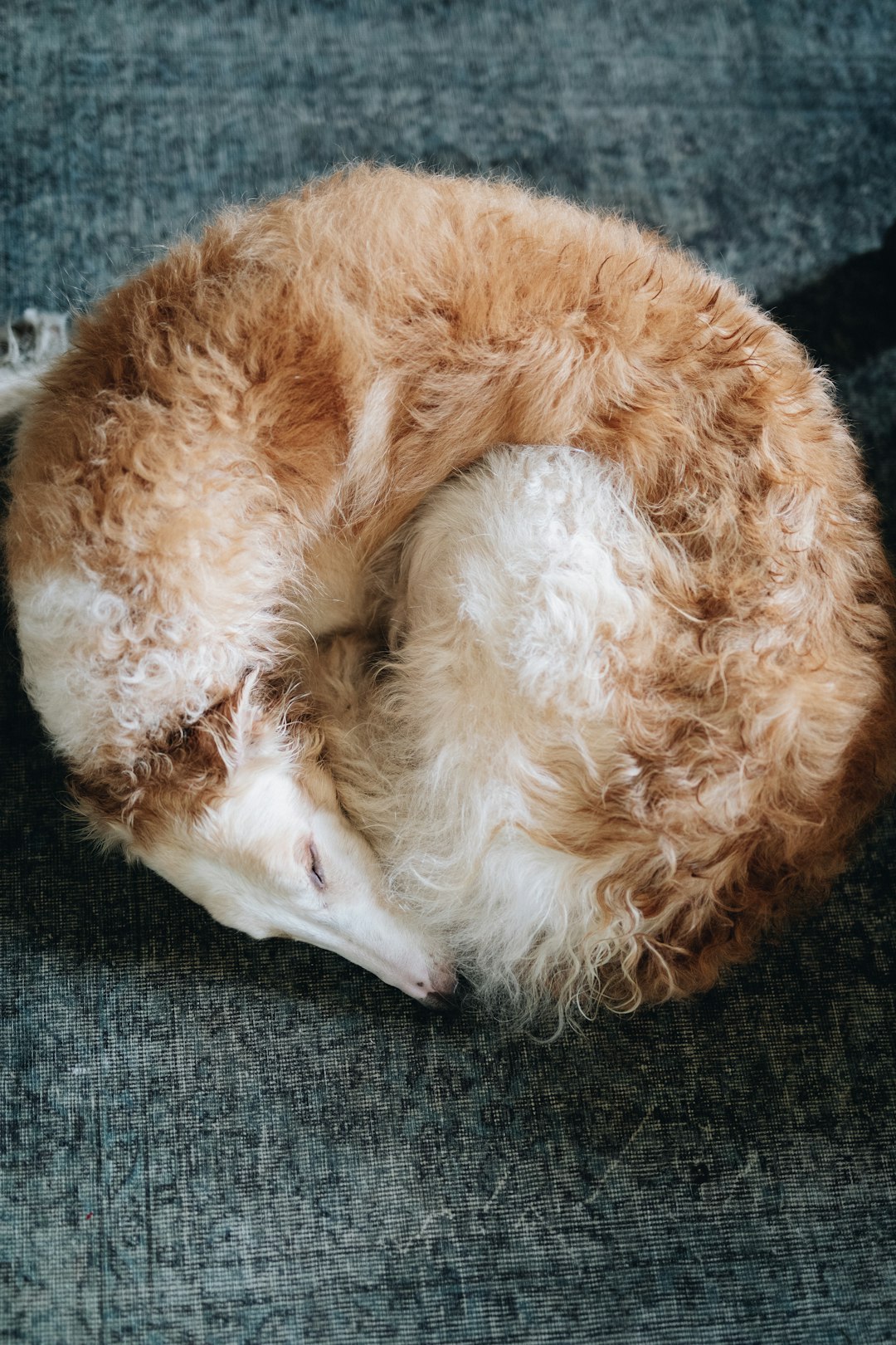 Golden Retriever puppy