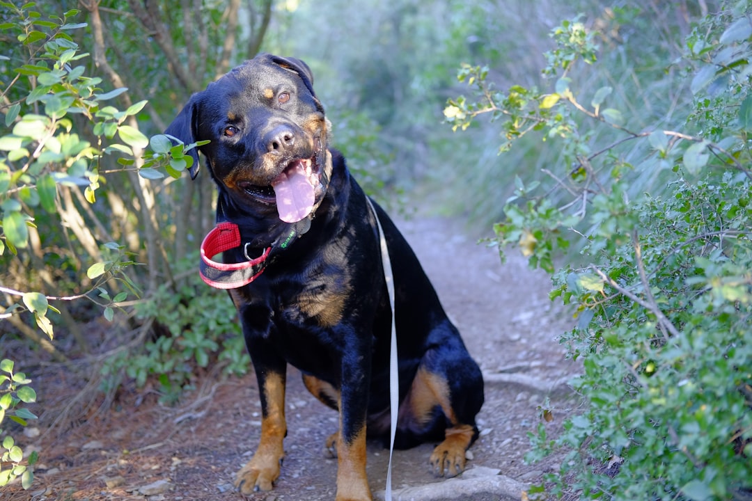 Greater Swiss Mountain Dog