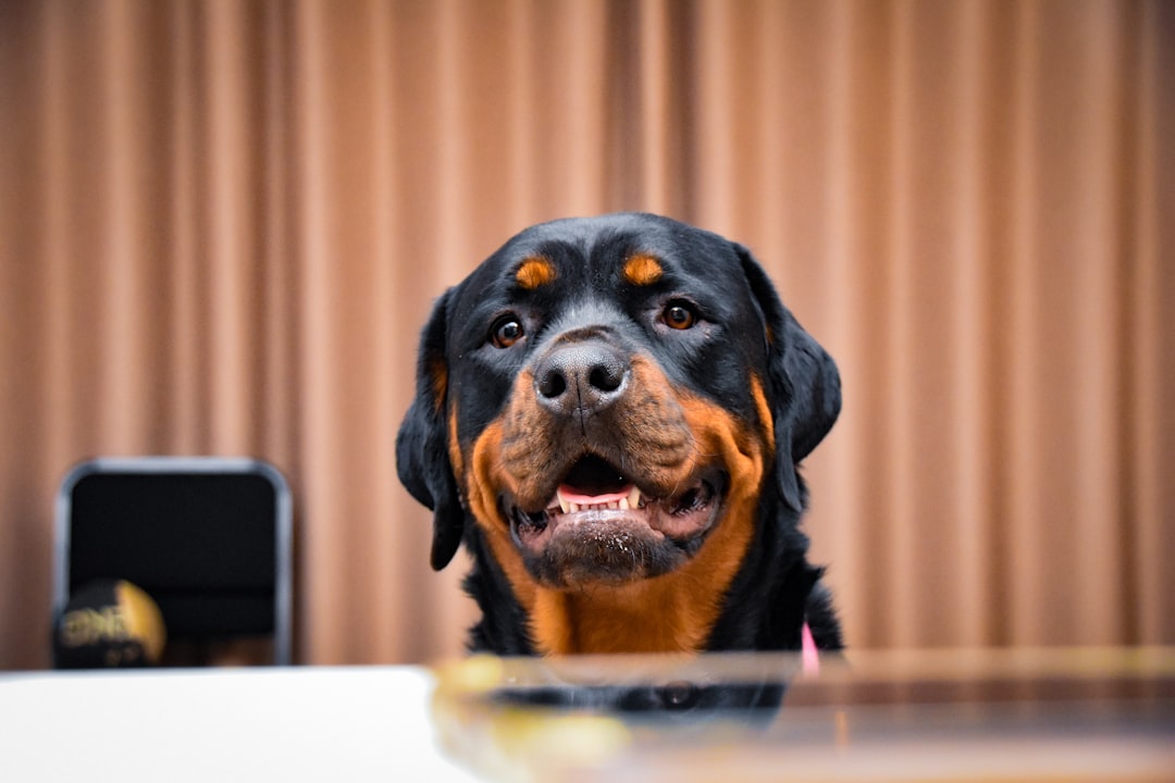 Greater Swiss Mountain Dog