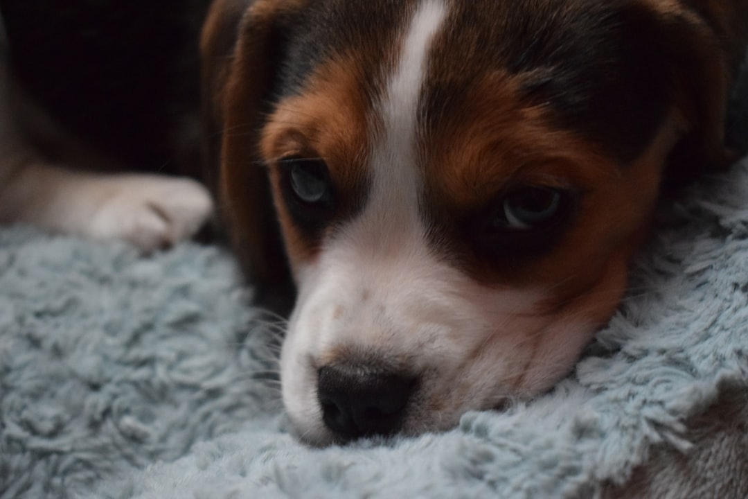 Greater Swiss Mountain Dog