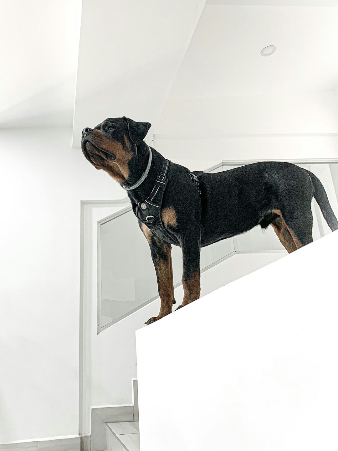 Greater Swiss Mountain Dog