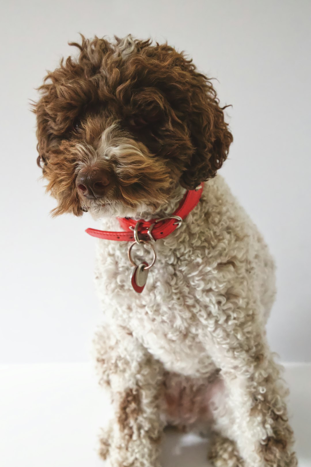 Havanese Dogs