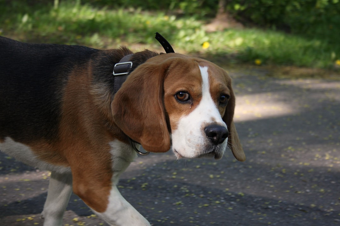 Labrador Beagle Mix