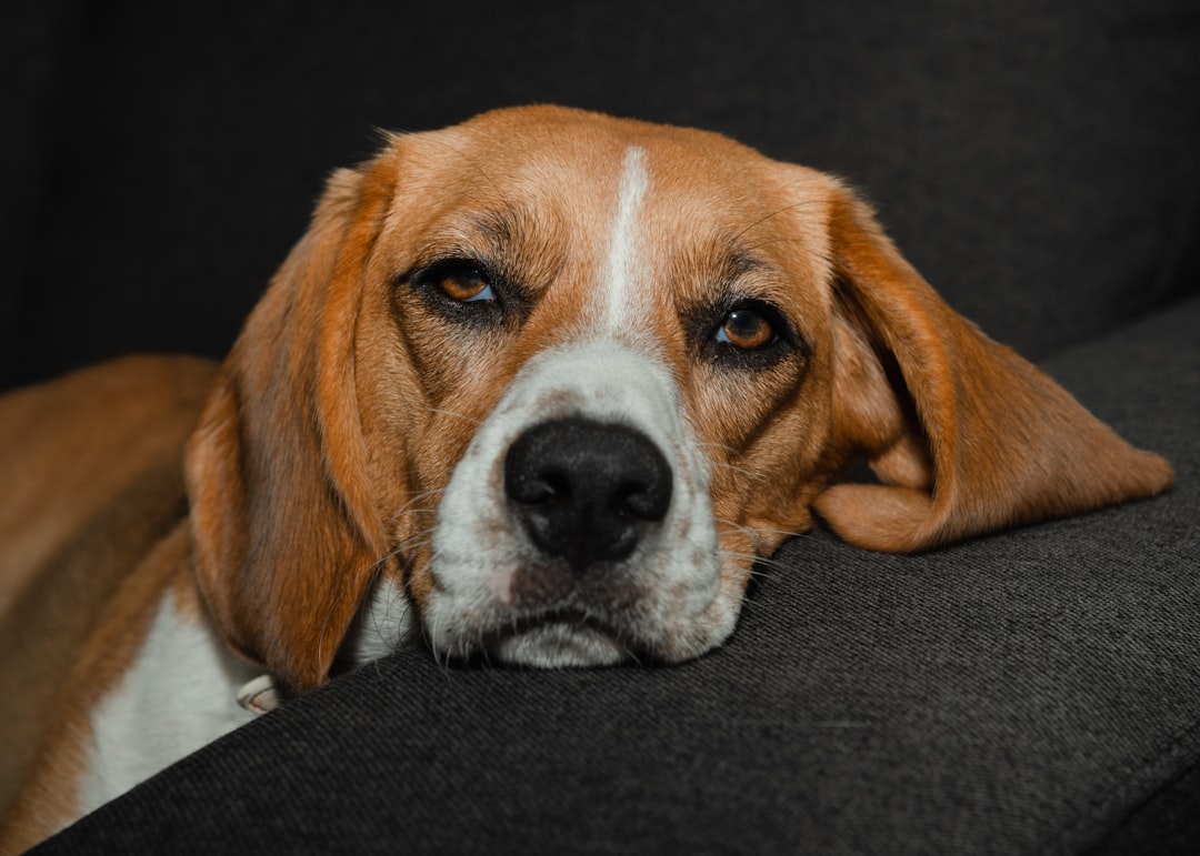 Labrador Beagle Mix