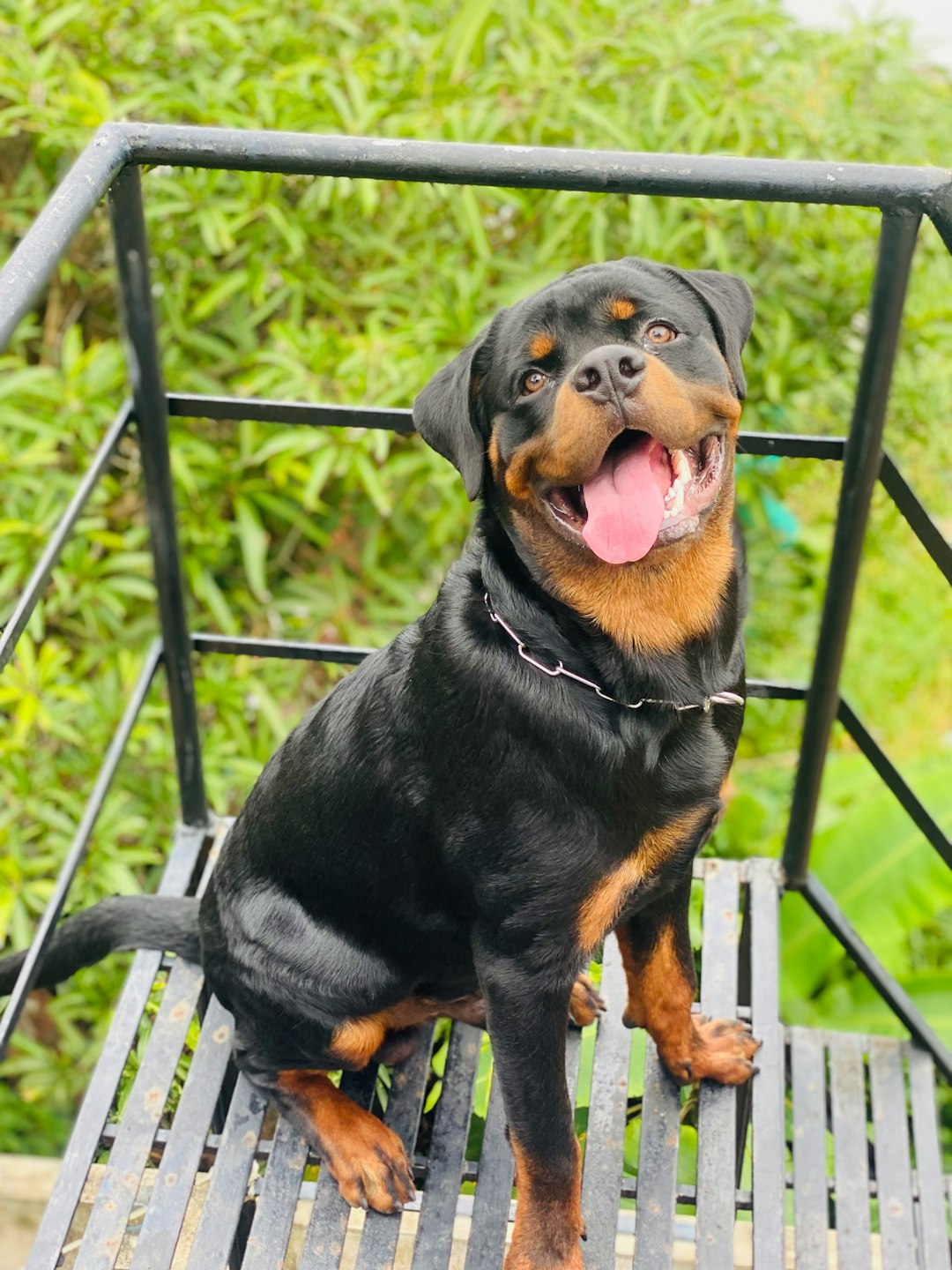 Long Haired Dachshund