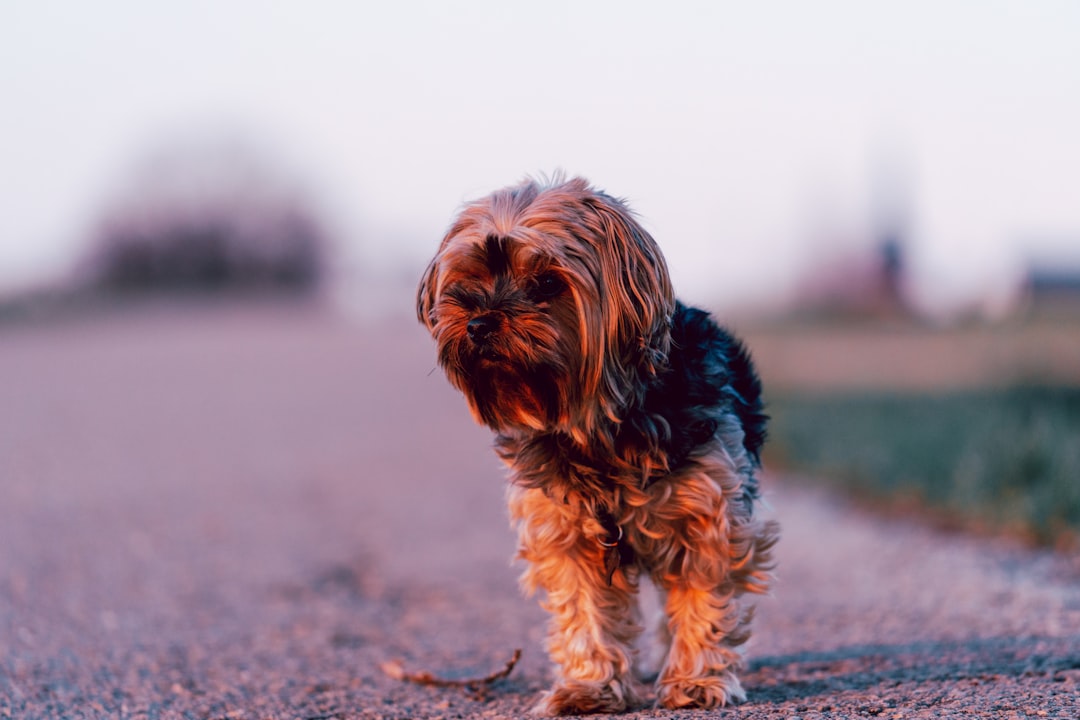 Mini Aussiedoodle