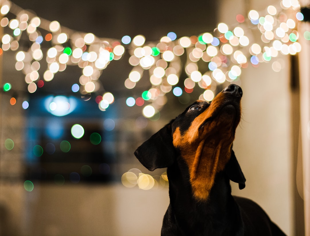 Miniature Dachshund Puppies