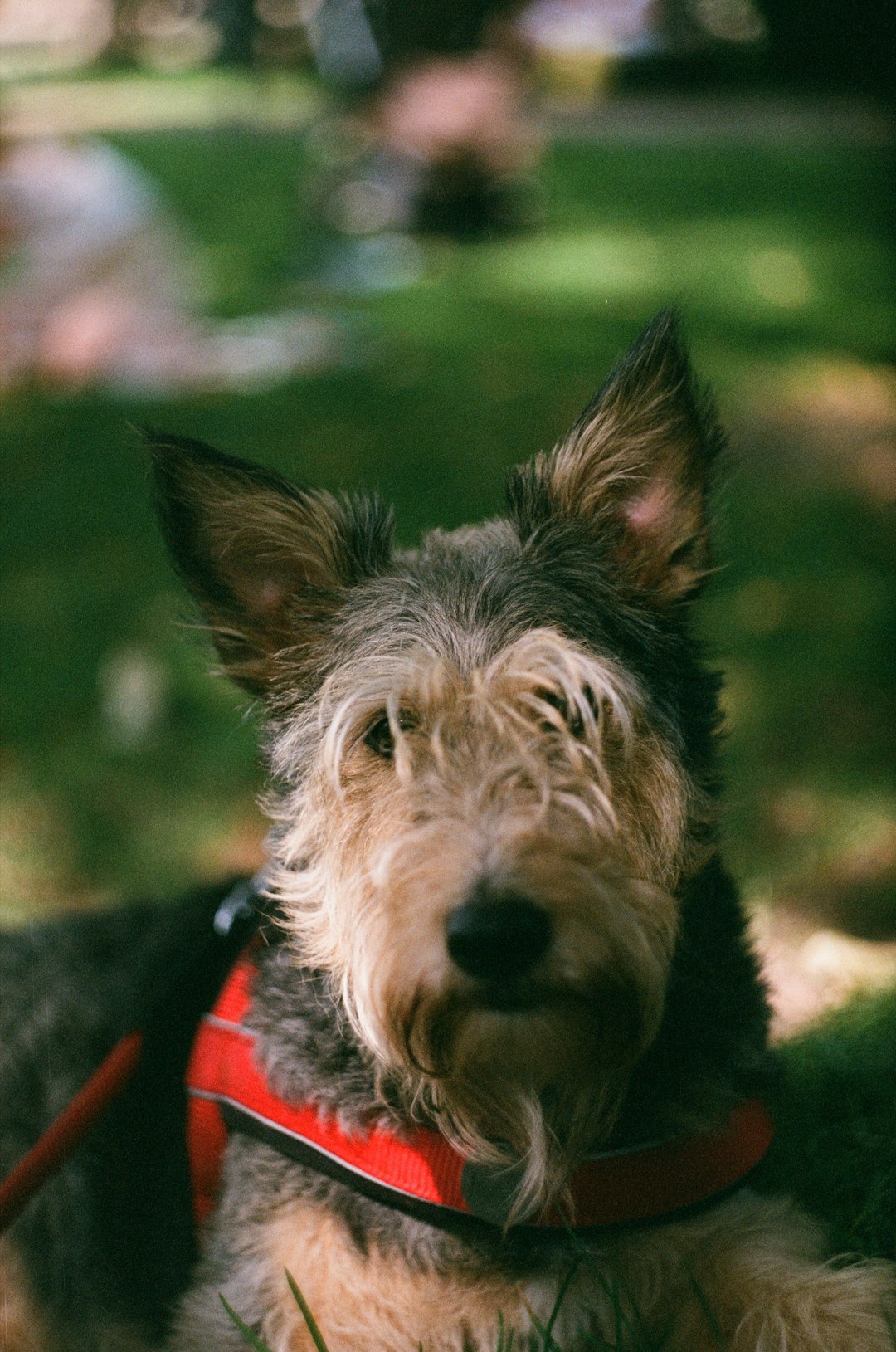 Most Dangerous Dog Breeds