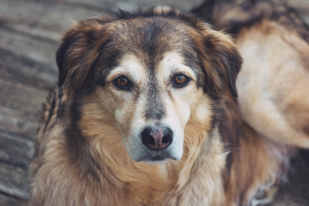 Pictures of Lumps on Dogs