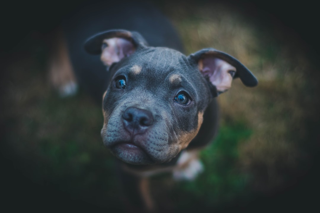 Kibbles &amp; Bits Dog Food