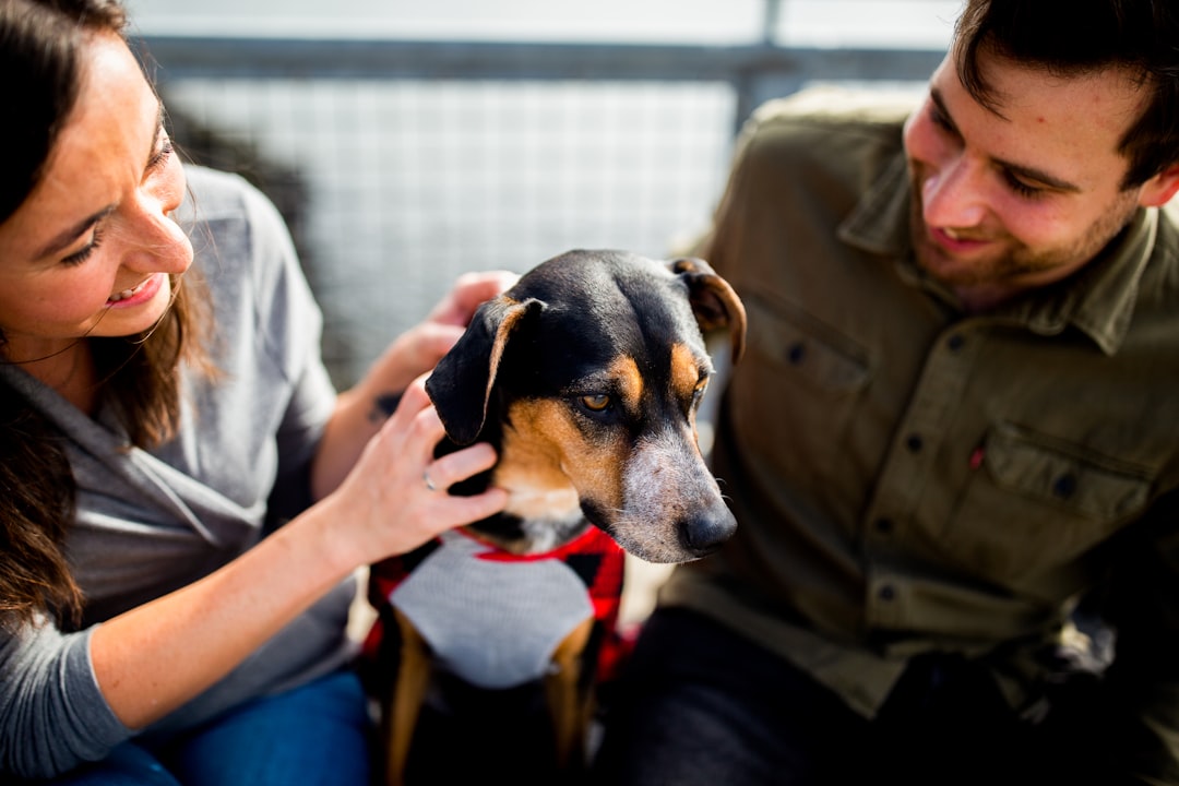 Swiss Mountain Dog Puppy