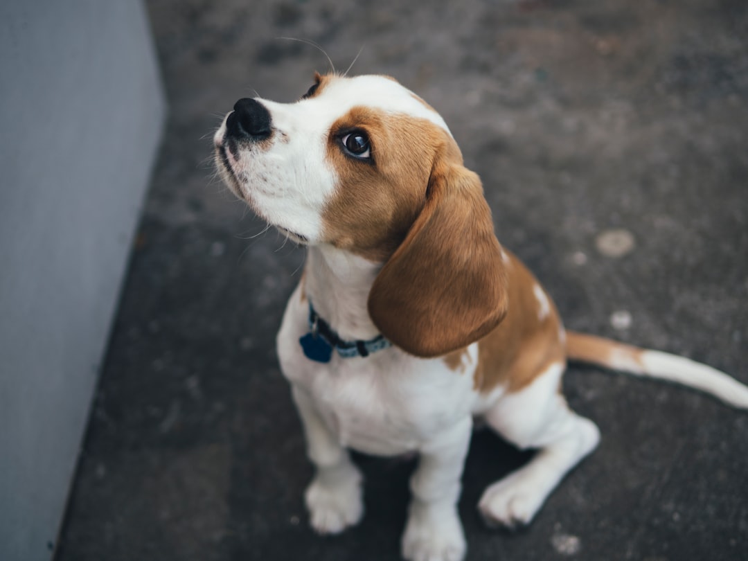 Swiss Mountain Dog Puppy