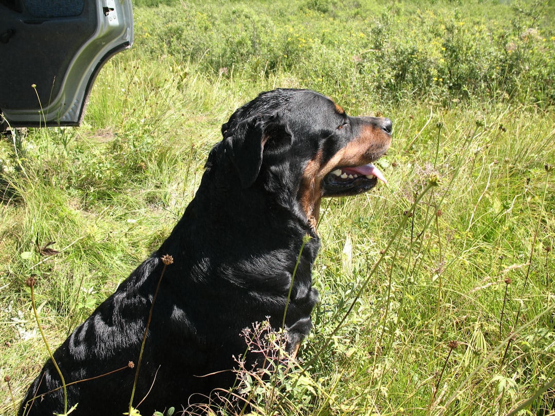 Treeing Walker Coonhound