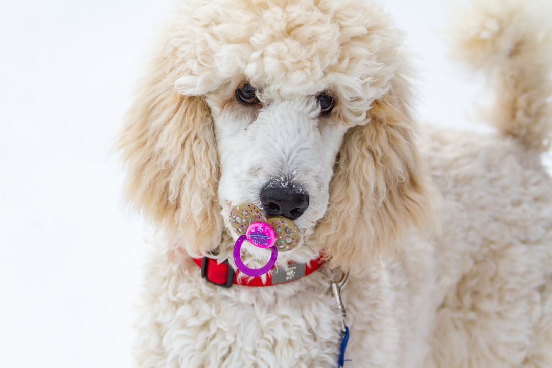 White Golden Retriever