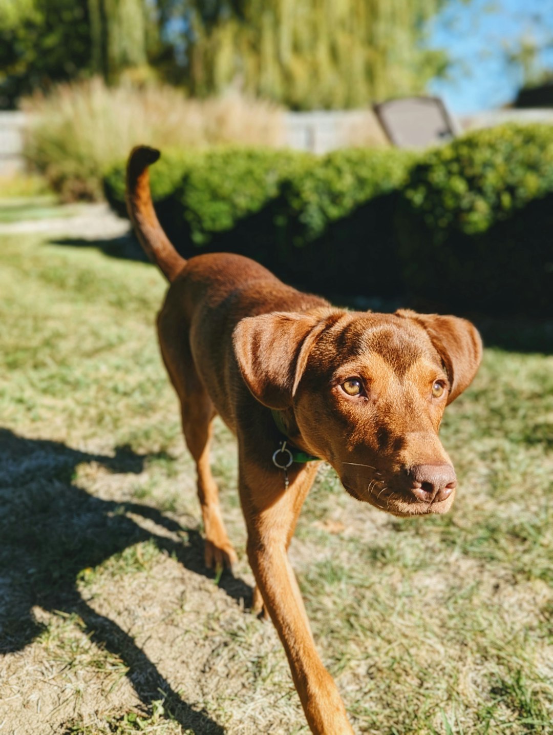 Fromm Gold Dog Food: A Comprehensive Review of Premium Nutrition